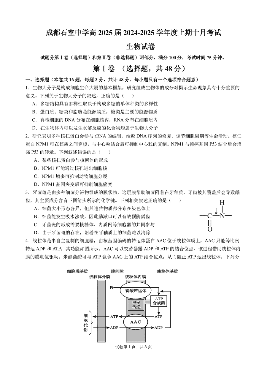 成都石室中学2024-2025学年高三上学期10月月考生物试卷及参考答案