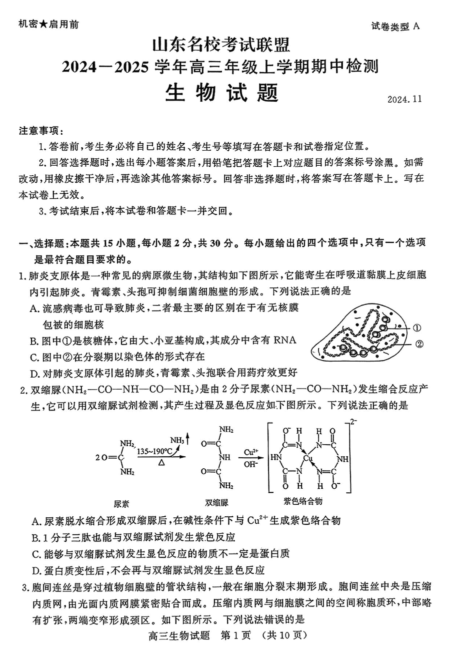 山东名校考试联盟2025届高三期中检测生物试卷及参考答案