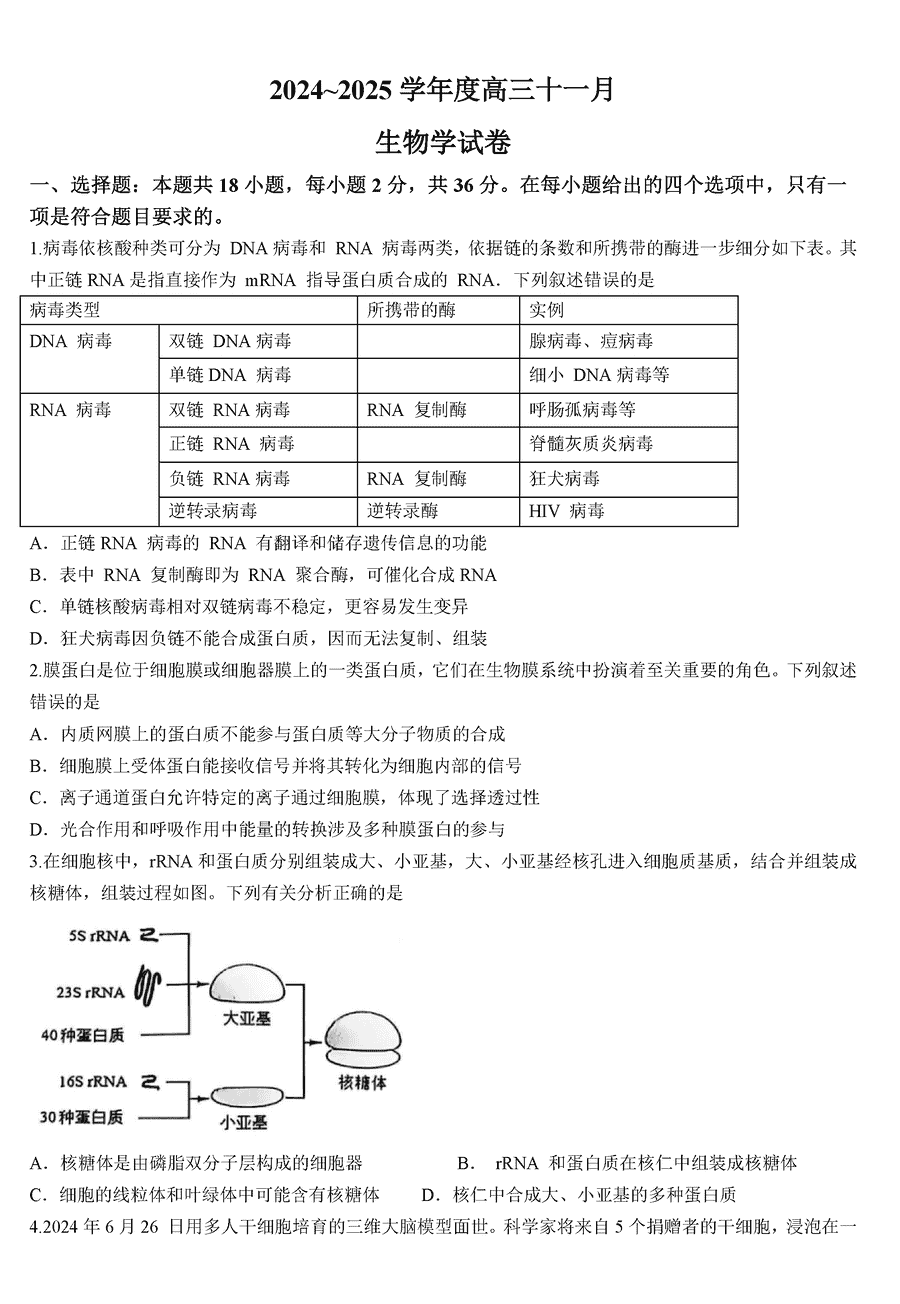 武汉江岸区2025届高三上学期11月调研生物试卷及参考答案