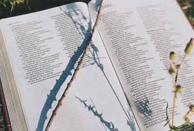 山东开设野生动植物资源保护与利用专业大学有哪些 相关专业推荐(2026参考)